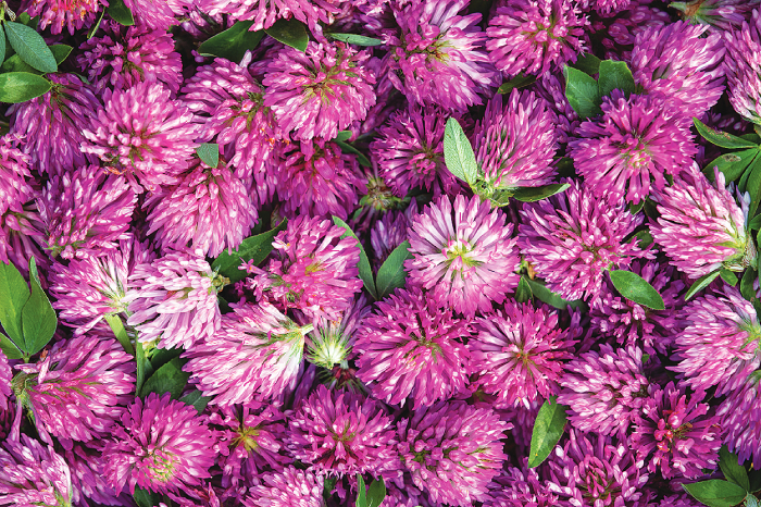 Red clover flowers and Crab Apple Clover are easy to find on foraging adventures.